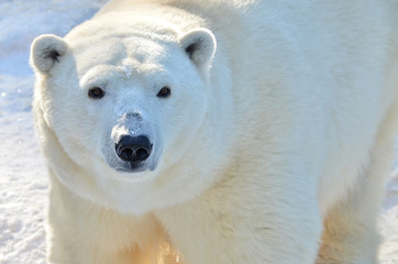 Obraz na płótnie Canvas polar bear on a background