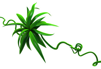 Plant Vines Green, Thin Leaves Bunch