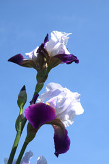iris in a blue sky
