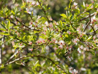Le Mirabellier en fleurs aux premiers jours du printemps 'Prunus domestica syriaca'