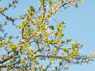 Le Mirabellier en fleurs aux premiers jours du printemps 'Prunus domestica syriaca'