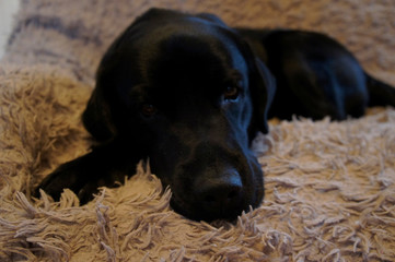 Black dog on a sofa