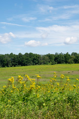 wildflowers in a field