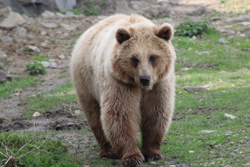 Braunbär