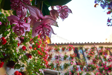 Flowers at Cordoba´s courtyards, Spain