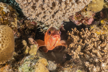 Fish swim in the Red Sea, colorful fish, Eilat Israel
