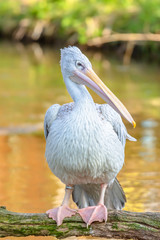 Portrait of pelican perching on tree branch.