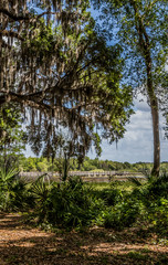 Fototapeta na wymiar scenic view of park at Crews Lake Wilderness Park, Spring Hill, Florida
