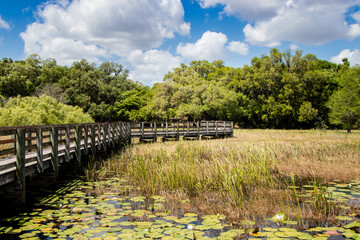 boardwalk through the marsh