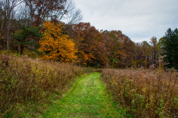 Fototapeta premium autumn in the park