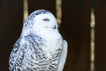 Portrait of snowy owl on dark blurred background.