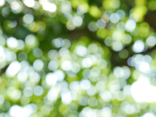 Obraz premium Natural bokeh background.