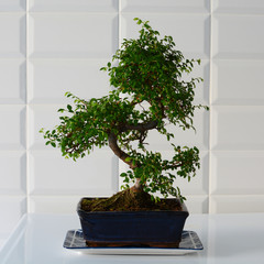 Bonsai is a technique for growing miniature wood in a small pot from Japan