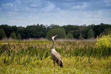 Florida Sandhill Crane