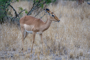 impala
