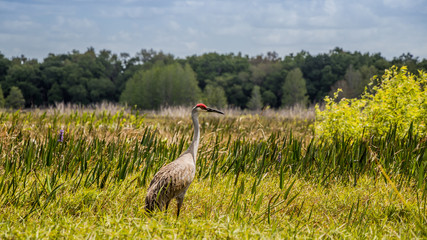 Florida Sandhill Crane