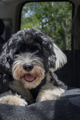 Portuguese Water Dog sitting in a truck