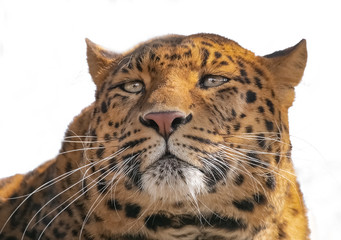 Leopard Porträt