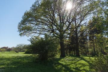 the sun shines through the branches of a large oak tree in the spring Park