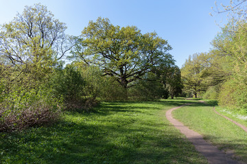 a path in the Park leads to tall trees with spring foliage
