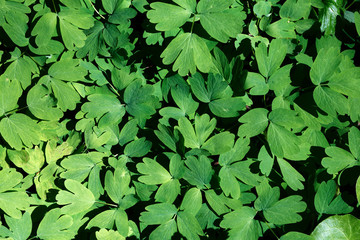 young green leaves of plants grow in a dense layer, overlapping each other