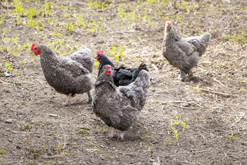 Gray chickens on the farm are looking for food. Growing and selling chickens_