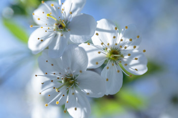white cherry blossoms close-up against the blue sky and green foliage