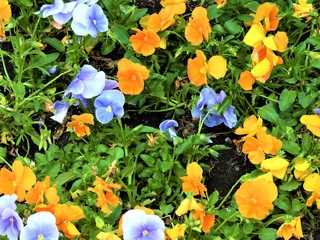 flowers in the garden