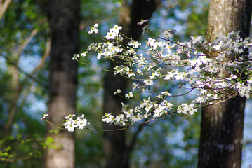 flowering tree