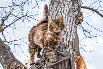 A young striped cat climbing a tree_