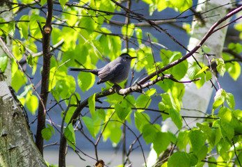catbird in tree