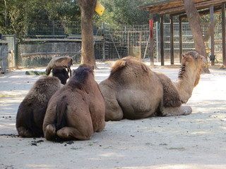 camels in the zoo