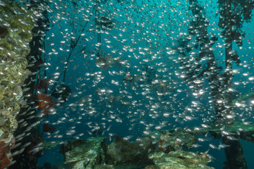 Fish swim in the Red Sea, colorful fish, Eilat Israel