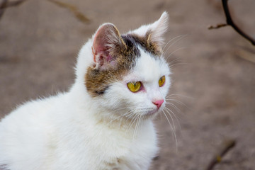 Portrait of a white young cat in nature_