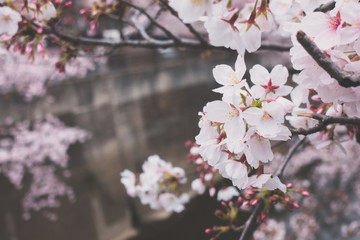 Obraz premium Cherry blossom, or known as sakura blooming during spring at Japan. 