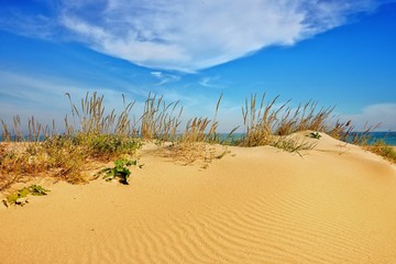 sand dunes in the desert