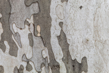 Texture of Old London Plane Tree