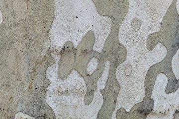 Texture of Old London Plane Tree