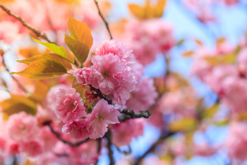 Spring awakening. Beautiful cherry blossom of sakura tree.  Nature background.