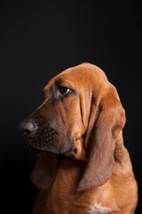 Bloodhound Puppy - obrazy, fototapety, plakaty