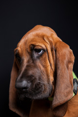 Charlie the Bloodhound Puppy