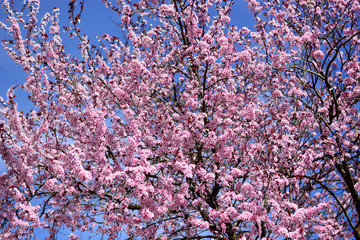 flowers on a background