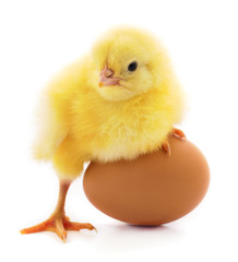 Obraz premium Chicken and egg isolated.