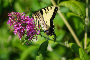 Butterflies and flowers