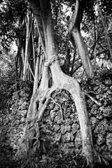 Roots overcome wall in Miami, Florida