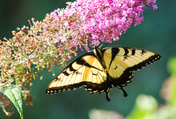 Butterflies and flowers