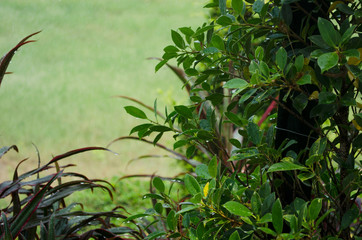 Obraz premium green plant in the garden