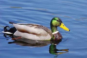 Canard Colvert