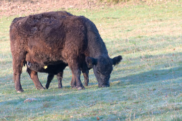 Herd of cows grazing in the field