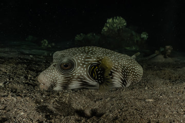 Arothron fish in the Red Sea Colorful and beautiful, Eilat Israel © yeshaya